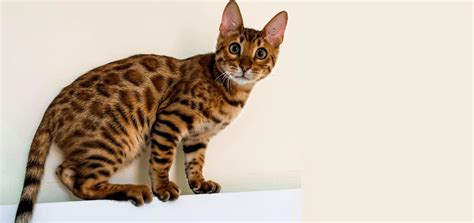 Bengal Cat Breed Guide Pet Better With Pet Circle