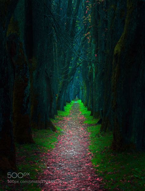 Path Nature Impression Pathwalk Ilidza Bosnia Europe Natures Path