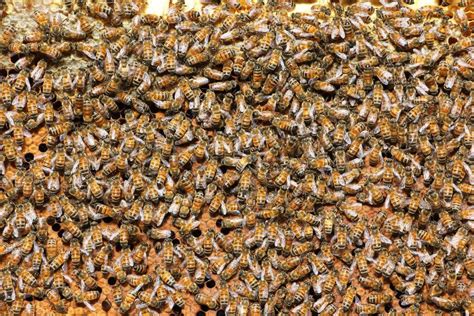 How To Find A Queen Bee Keeping Backyard Bees