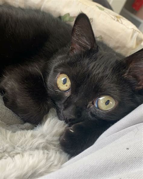 Meet Jinx A Cat With Unusually Big Eyes And Feet