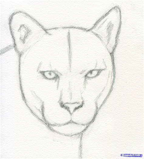 Cartoon Cougar Drawing Easy Follow Along With Us And Learn How To Draw