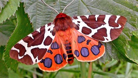 Moth, bat researcher to present Distinguished Lecture – UNK News