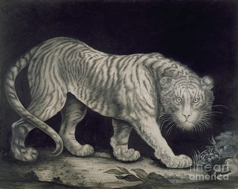 A Prowling Tiger By Elizabeth Pringle Drawing By Elizabeth Pringle Pixels