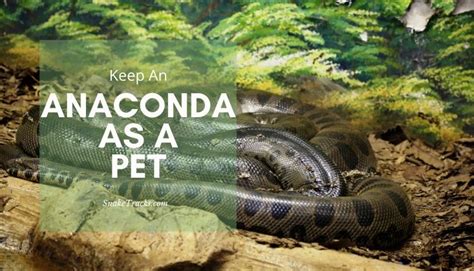 Anaconda As A Pet Should You Get One