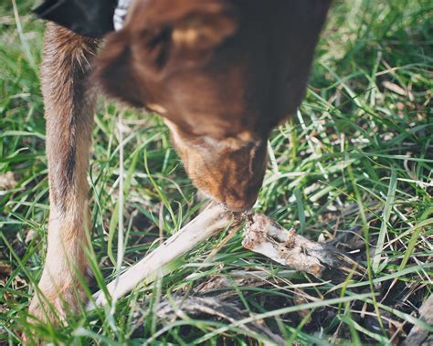 A Dog And Her Bone Deer Hoof Ripped Off A Carcass In Our C Flickr