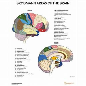 Brodmann Areas Of The Brain Poster Brodmann Regions Chart
