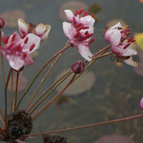 Pink Flowering Rush Butomus Umbellatus Native Marginal Wetland Plants