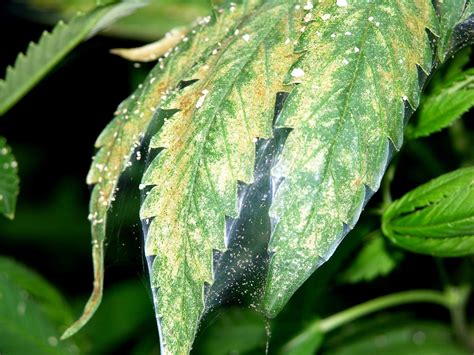 17 Common Cannabis Leaf Symptoms By Picture