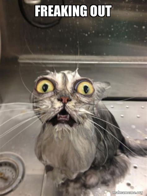 Freaking Out Cat Bath Make A Meme