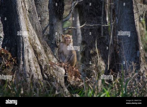 A Rhesus Macaques Monkey Sits At The Base Of A Tree Along The Silver