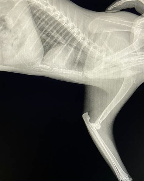 Surgical Treatment Of Traumatic Elbow Luxation In A Cat Vetrainorg