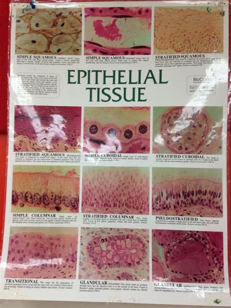 Epithelial Tissue Nvcc Lab Tissue Types Basic Anatomy And Physiology