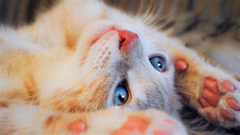 Wallpaper Blue Eyes Nose Whiskers Skin Head Paws Eye Kitten