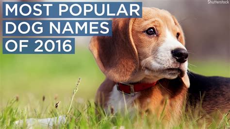 Most Popular Dog Names Of 2016 6abc Philadelphia