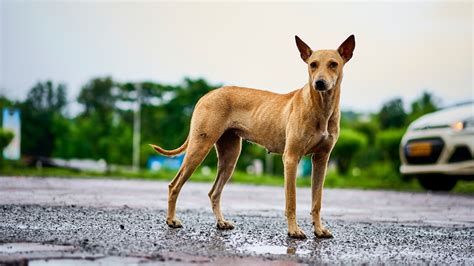 Indian Dog Breeds Chart