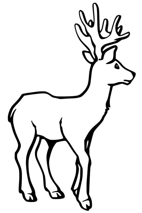 Female Red Deer Coloring Page Free Printable Coloring Pages For Kids