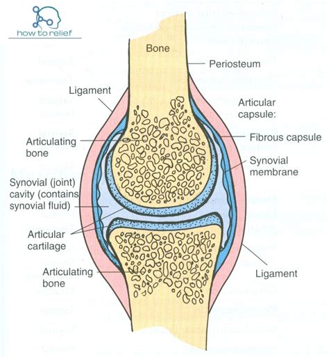 Synovial Jointclassification Definition And Examples How To Relief