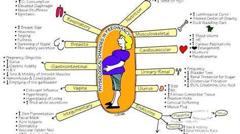 Maternal Physiological Changes In Pregnancy
