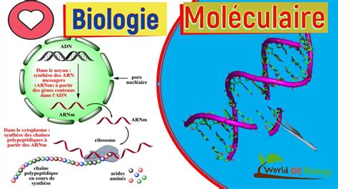 Résumé De Biologie Moleculaire