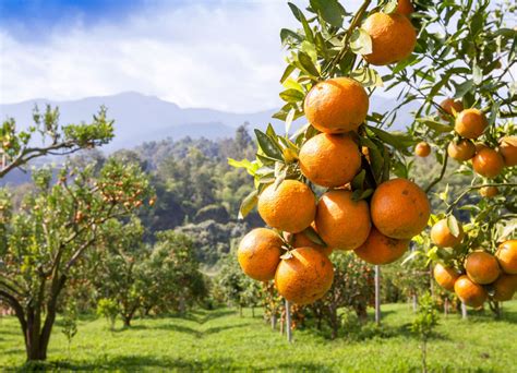 Pomarańcza - Rośliny owocowe - Encyklopedia roślin - Inspiracje i porady