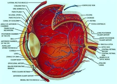 Detailed Diagrams Of The Eye And Its Components Beaumont Vision