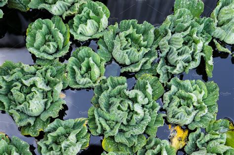 Learn how to grow lettuce in your own garden and when to plant it in your. Floating water lettuce plants | High-Quality Nature Stock ...