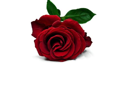 Red Rose Love Wallpaper 52 Pictures