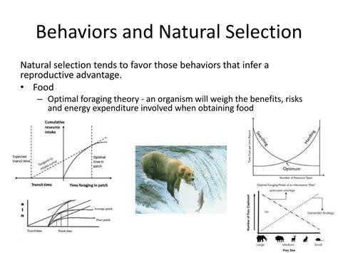 ppt behaviors and natural selection powerpoint presentation free download id 2869976