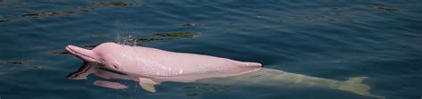 5 Amazon Pink River Dolphin Facts Aqua Expeditions