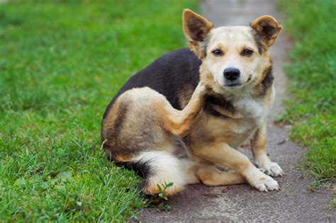 Learn about fleas and get information on flea control and extermination. Natural Pest Control - Fleas and Ticks - The Possible Canine