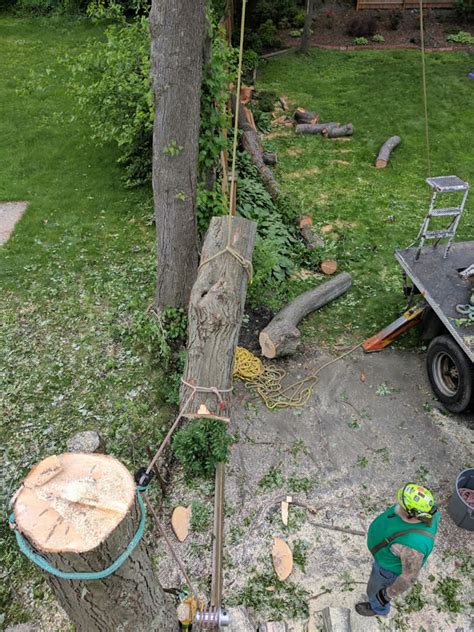 Stump grinding services in ny and ct. Tree removal Stump grinding Stratford Fairfield County