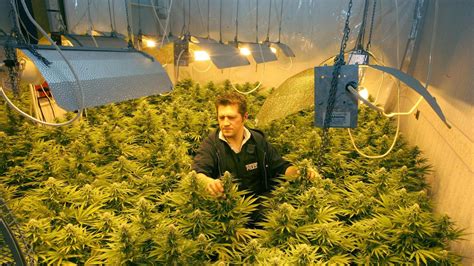 Cannabis Farms In London We Go Inside The Weed Houses Of Britain