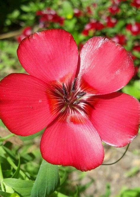 Scarlet Flax Up Close