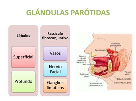 Glándulas Salivales Embriología Anatomía Y Fisiología