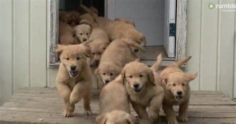 Look at pictures of golden retriever puppies who need a home. Watch As A 'River' Of Golden Retriever Puppies Flow Into ...