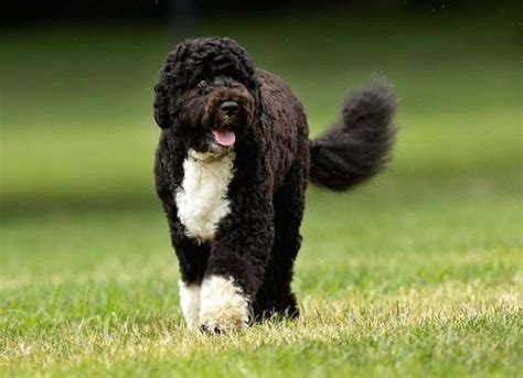 15 Interesting Facts About Portuguese Water Dogs You Should Know