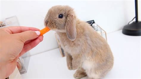 Smallest Rabbit Breeds 10 Rabbits That Stay Small Forever Wonderslist