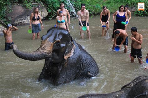 Elephant Jungle Sanctuary Chiang Mai In Chiang Mai Pelago