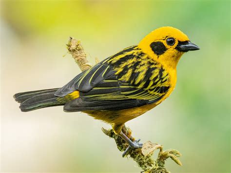 Tanager Golden Lees Exotic Birds