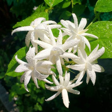 Jasminum Sambac Belle Of India Arabian Jasmine Belle Of India In