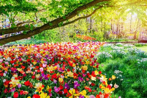Spring Landscape With Colorful Flowers Stock Photo Image Of Hyacinth