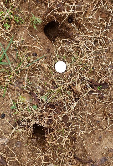 Quarter Size Holes In Lawn - Holes In My Yard With No Mounds