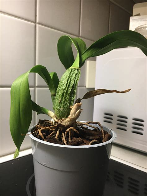At avas flowers, we understand that you want to give the perfect gift without spending too much money. Hi! I was wondering what kind of orchid have i bought? It ...