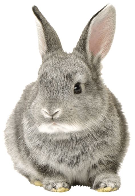 Download High Quality Bunny Clipart Realistic Transparent Png Images