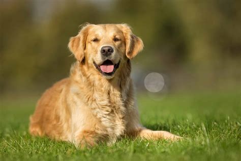 Golden Retriever Dog Pet Dog Owner