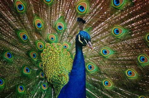 4 Fascinating Facts About Peacocks Joyanne Howell