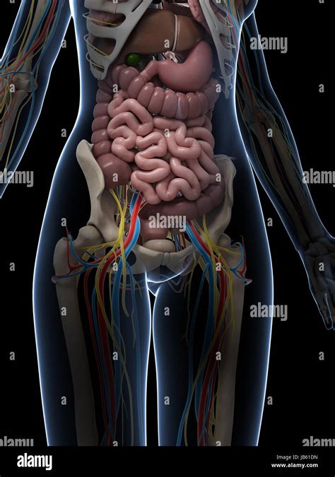 Illustration Of Womans Internal Organs Female Anatomy Diagram Images