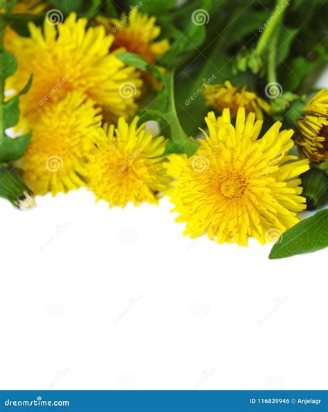 Dandelion Isolated On White Background Stock Photo Image Of Floral