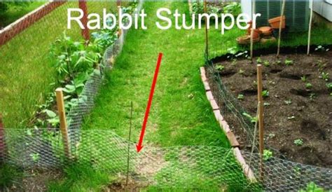 Keeping wild rabbits out of the yard requires some bunny thinking. Garden Pest Management | MOTHER EARTH NEWS