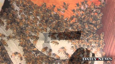 40 000 Bees Found In Nyc Apartment Youtube